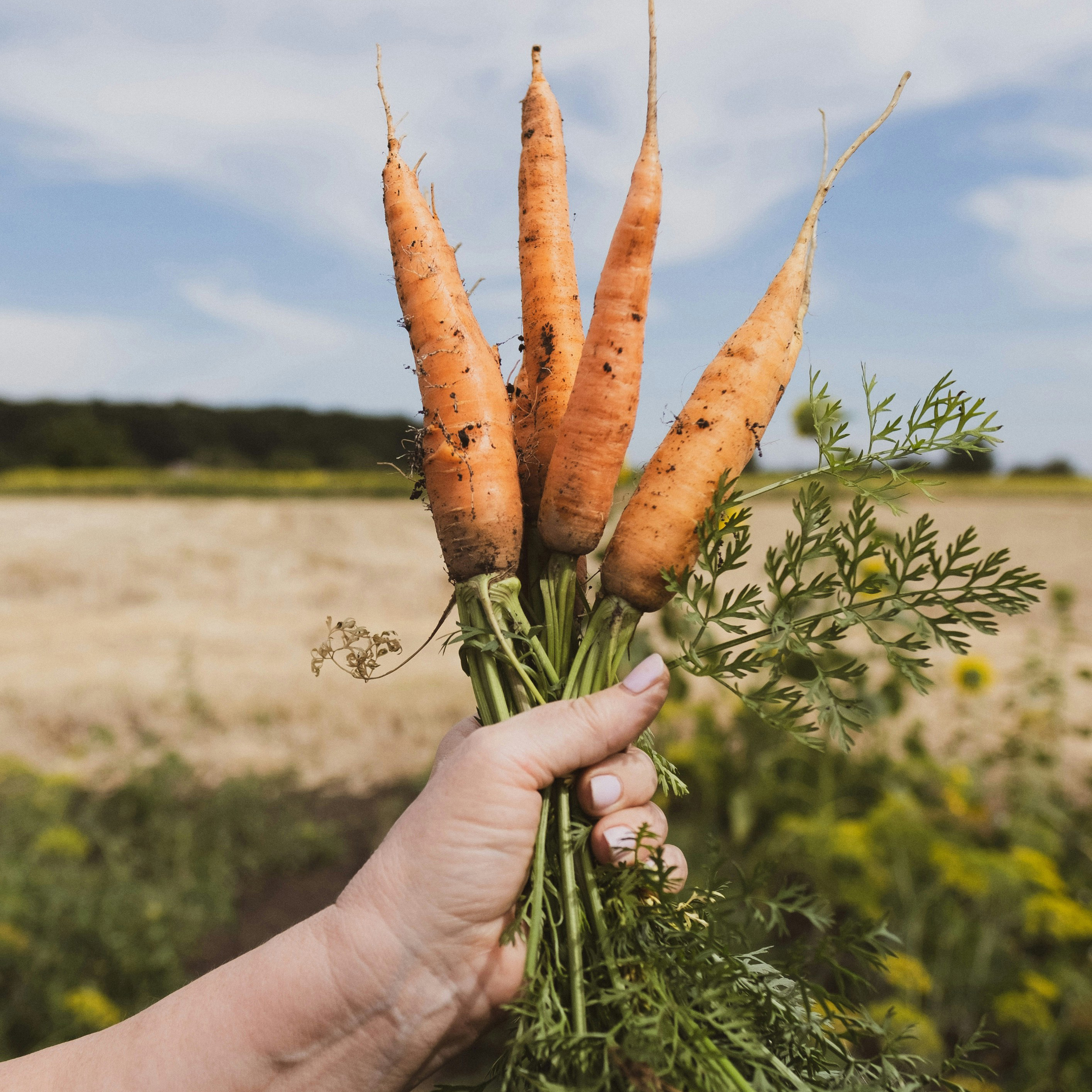 hand holding a bushel of carrots to the sky in a field
