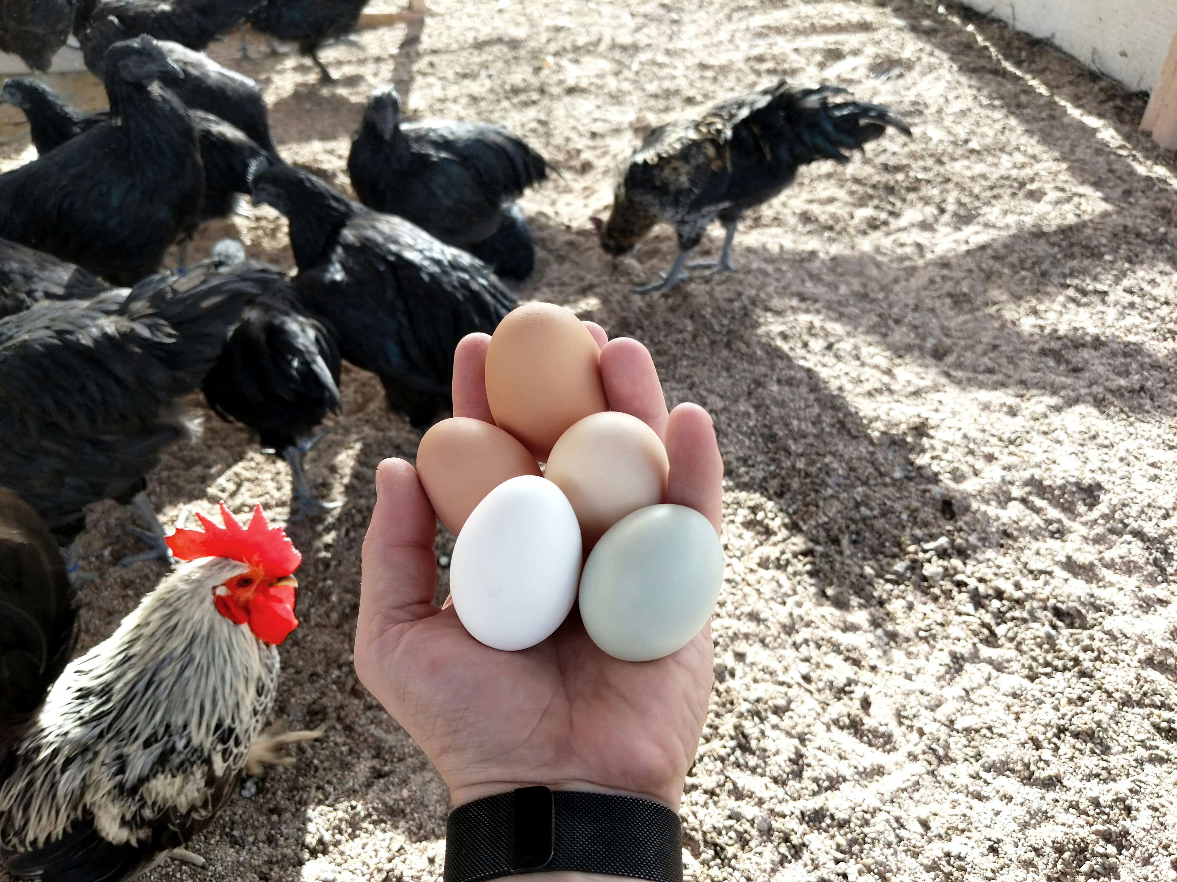 hand holding up five fresh eggs in front of a chicken coop