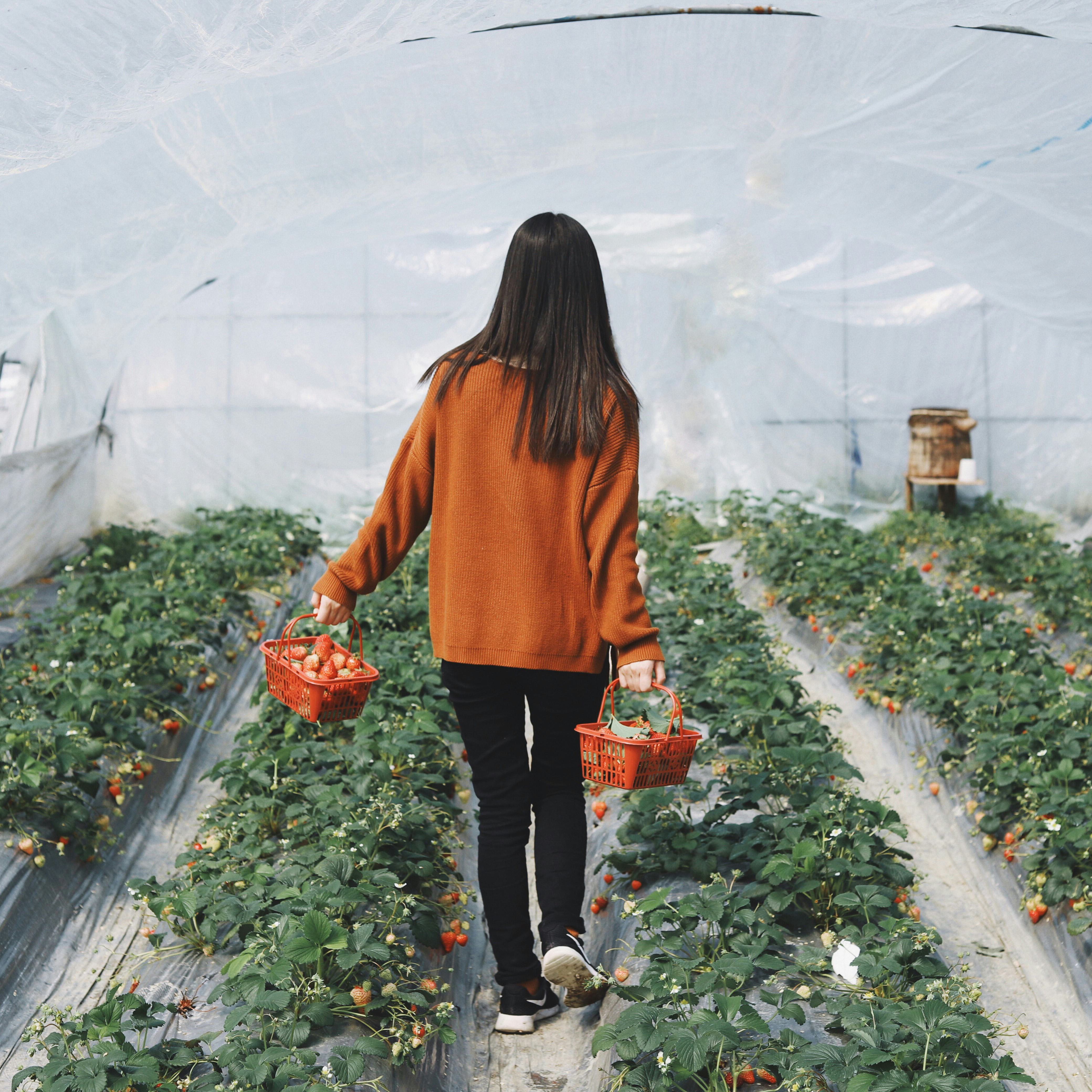 girl picking strawberries under a greenhouse