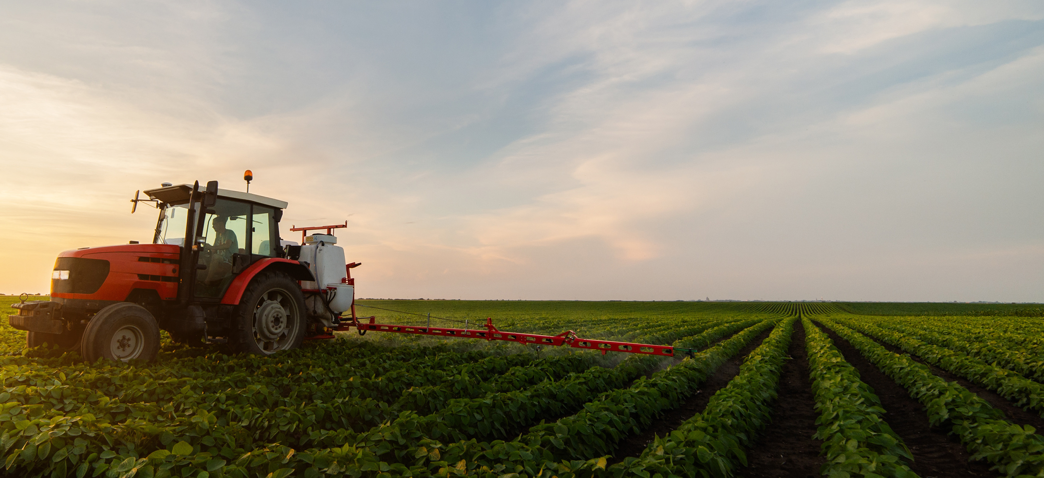 landscape view of a farm with rows of green produce