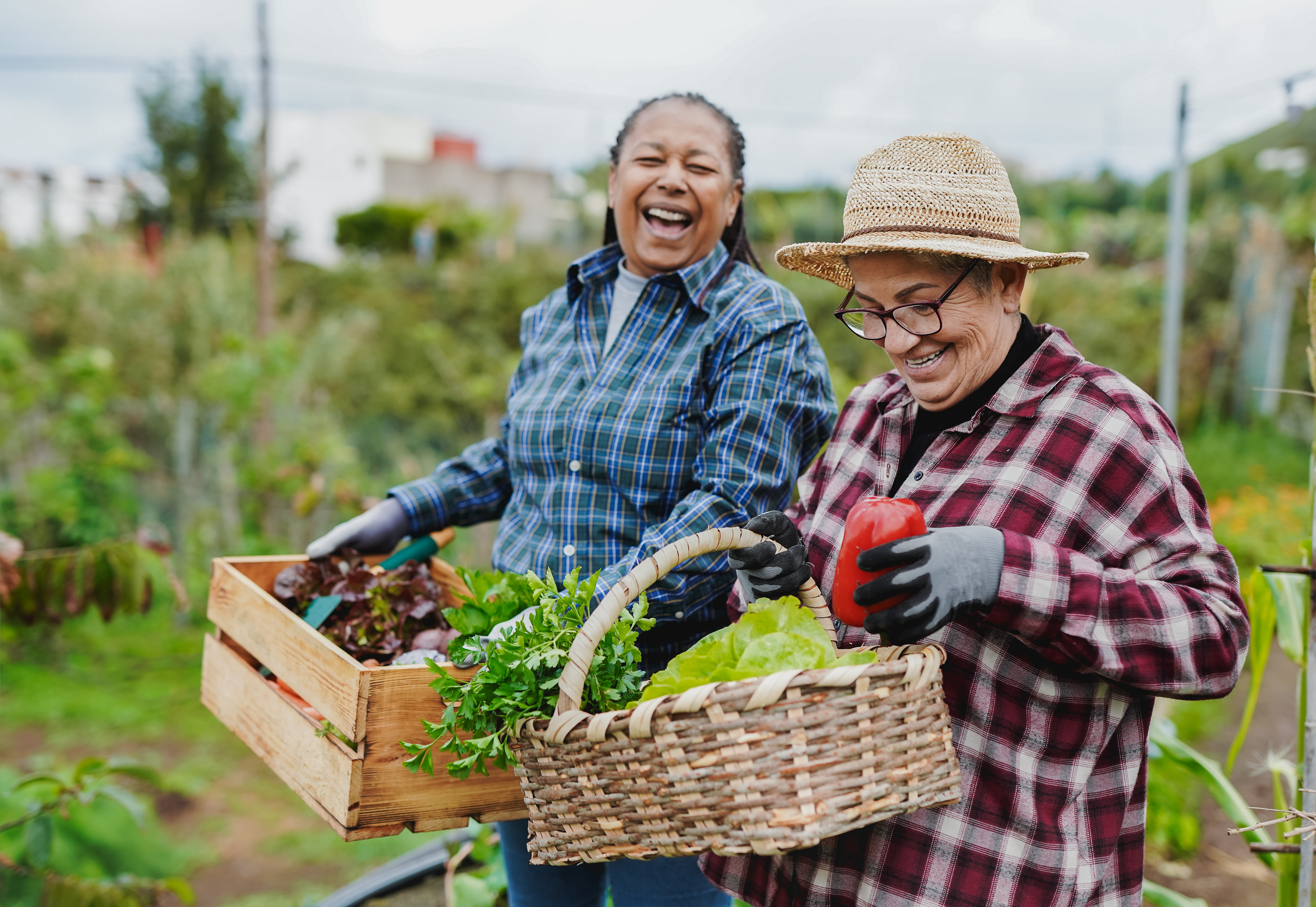 two people laughing over boxes of vegetables