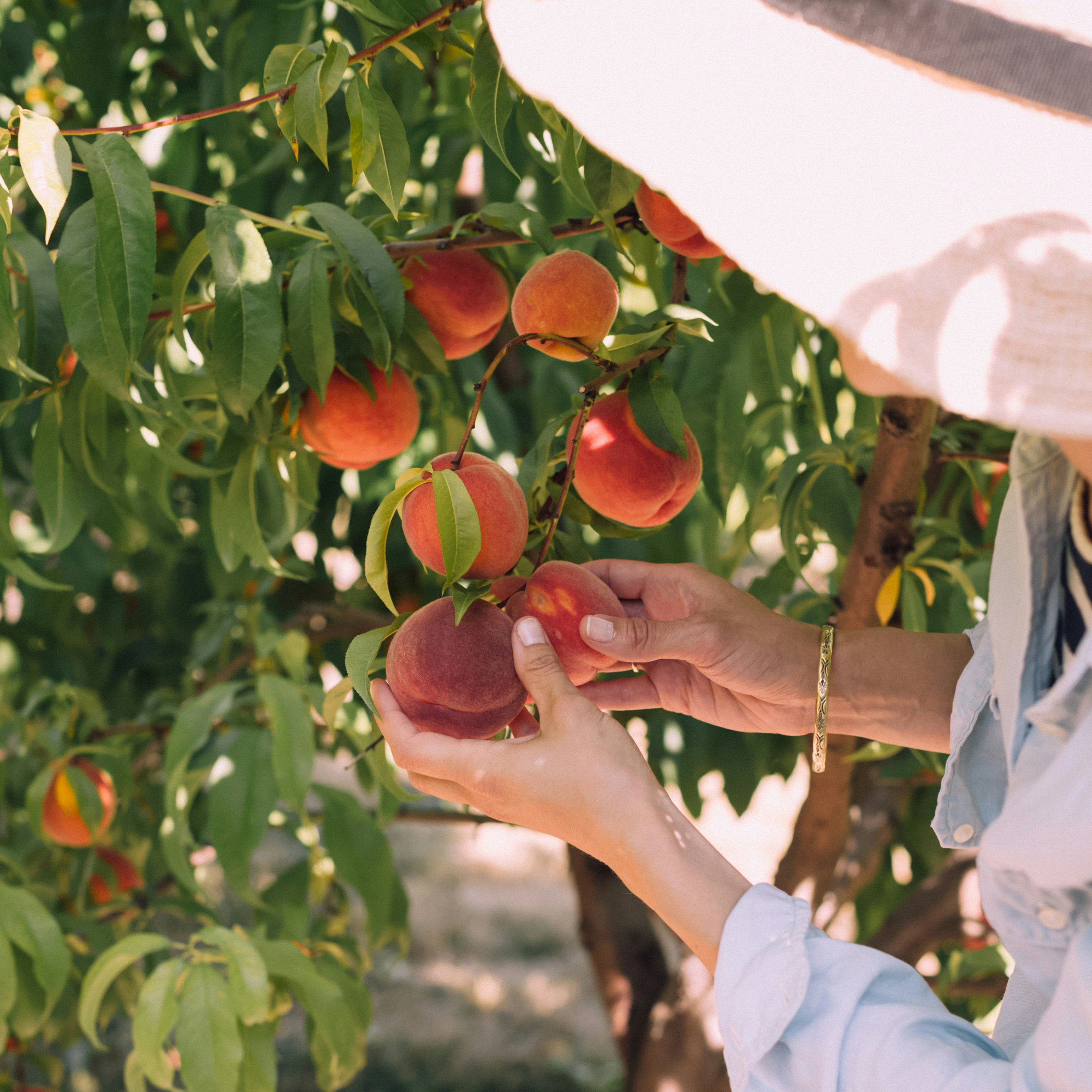 woman with gold bracelets picking peaches from a tree